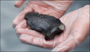 На дне Северного моря найден фрагмент черепа неандертальца