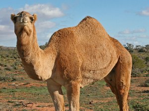 Следы древних верблюдов найдены в Испании