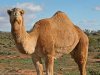 Следы древних верблюдов найдены в Испании