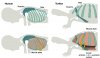 Биологи и палеонтологи изучают эмбриональное развитие черепах