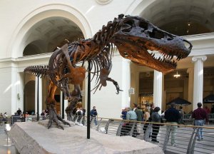 В костях тираннозавра опять нашли коллаген