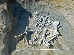 В Астраханской области нашли скелет древнего бизона