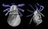 Созданы трехмерные модели двух палеозойских пауков