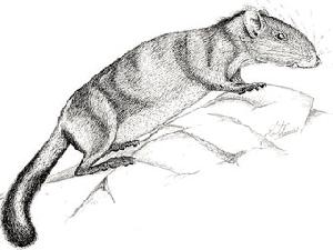 Ученые обнаружили в Лаосе вымершую разновидность крысы