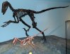 Когти дромеозавров изначально были приспособлением для лазания, а не для убийства