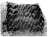Прижизненная окраска головоногих моллюсков раннего Палеозоя 
