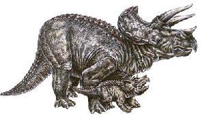 Череп детёныша трицератопса выставлен в музее