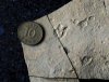 В Южной Корее найдены самые маленькие следы динозавра