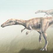 Бескрылый крылатый динозавр поставил учёных в тупик