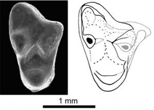 Найдены зубы самого древнего сумчатого в Европе