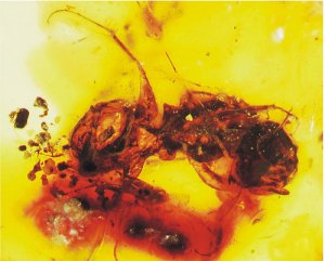 Древнейшая пчела обнаружена в янтаре