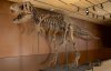 В США все-таки продали скелет тираннозавра