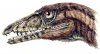 Новый динозавр из триаса позволил лучше понять эволюцию теропод