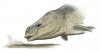 Древний кит питался по принципу пылесоса