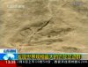 Следы динозавров найдены в Китае
