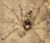 Палеонтологи обнаружили паука, жившего в середине юрского периода