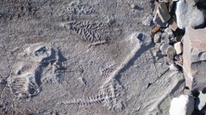 В Канаде найдены следы возрастом 565 миллионов лет