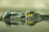Палеонтологи обнаружили крокодила, охотившегося на древних предков человека