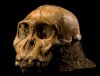 Возможно, обнаружен новый вид австралопитеков - Australopithecus sediba