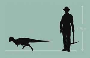 Texacephale langstoni - новый пахицефалозавр из Техаса