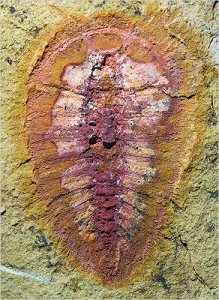 Уникальную ордовикскую фауну обнаружили в Марокко