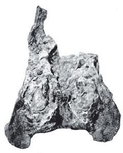 Окаменелости девонских рыб