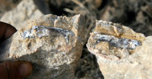Австралийские палеонтологи нашли саблезубую "крысобелку"