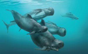 Platalearostrum hoekmani - вымерший дельфин из Северного моря