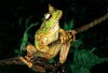 Сумчатые лягушки и необратимость эволюции