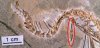 Eupodophis descouensi - змея с задними лапками