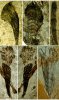 В Китае обнаружили отпечатки древних многоклеточных
