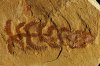 Diania cactiformis - предок членистоногих?