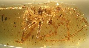 Найдена паутина времен мелового периода