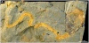 Обнаружены окаменевшие мягкие ткани ордовикских брахиопод