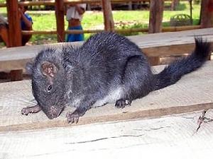 В Лаосе обнаружена живая горная крыса, вымершая, как считалось, 11 млн лет назад