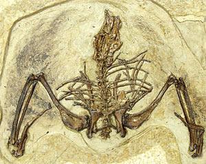 Первая птица была уткой