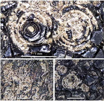 Кольца Лизеганга в чернилах ископаемой колеоидеи, фото из обсуждаемой статьи