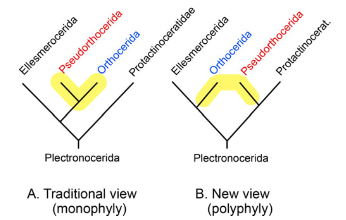 Традиционный и новый взгляды на происхождение псевдортоцерид и ортоцерид